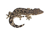 Turnip-tailed Gecko (Thecadactylus rapicauda), white background, French Guiana
