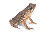 Beaked toad (Rhinella castaneotica), white background, French Guiana