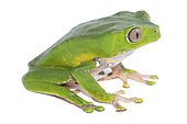 Giant leaf frog (Phyllomedusa bicolor), white background, French Guiana