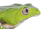 Giant leaf frog (Phyllomedusa bicolor), white background, French Guiana