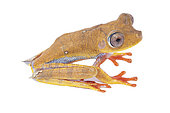 Red devil treefrog (Boana diabolica), white background, French Guiana
