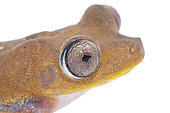 Red devil treefrog (Boana diabolica), white background, French Guiana