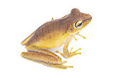 Many-banded treefrog (Boana multifasciata), white background, French Guiana