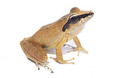 Brownberg Robber Frog (Pristimantis chiastonotus), white background, French Guiana