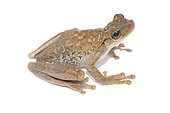 Manaus slender-legged tree frog (Osteocephalus taurinus), white background, French Guiana
