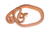 Amazonian Tree Boa (Corallus hortulana), white background, French Guiana