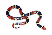 Aquatic coral snake (Micrurus surinamensis), white background, French Guiana