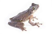 Giant Broad-headed Treefrog (Osteocephalus taurinus), white background, French Guiana