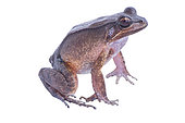 Loreto white-lipped frog (Leptodactylus rhodomystax), white background, French Guiana