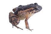Heyer's tropical bullfrog (Adenomera heyeri), white background, French Guiana