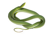 Green Vine Snake (Oxybelis fulgidus), white background, French Guiana