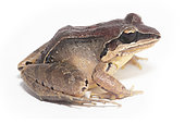 Amazonian White-lipped Frog (Leptodactylus mystaceus), white background, French Guiana