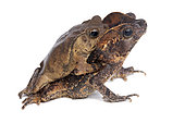 Amplexus of South American Common Toads (Rhinella margaritifera), white background, French Guiana