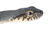Juvenile False palmviper (Xenodon werneri), white background, French Guiana