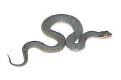 Juvenile green Xenodon (Xenodon werneri), white background, French Guiana