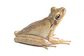 Chaco treefrog (Boana raniceps), white background, French Guiana