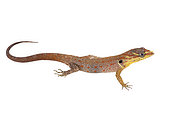 Male Bridled Forest Gecko (Gonatodes humeralis), white background, French Guiana