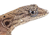 Female Bridled Forest Gecko (Gonatodes humeralis), white background, French Guiana