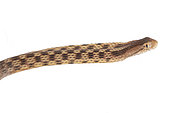 Amazon Coastal House Snake (Thamnodynastes pallidus), white background, French Guiana