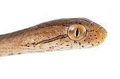Amazon Coastal House Snake (Thamnodynastes pallidus), white background, French Guiana