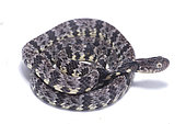 Variegated Snail eater (Dipsas variegata), white background, French Guiana