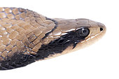 False Water Cobra (Hydrodynastes gigas), white background, French Guiana