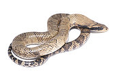 False Water Cobra (Hydrodynastes gigas), white background, French Guiana