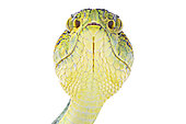 Green jararaca (Bothrops bilineatus), white background, French Guiana