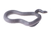 Atractus fade (Atractus badius), white background, French Guiana