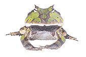 Amazonian Horned toad (Ceratophrys cornuta), white background, French Guiana