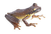 Cayenne slender-legged tree frog (Osteocephalus leprieurii), white background, French Guiana