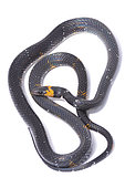 Tschudi's false coral snake (Oxyrhopus melanogenys), white background, French Guiana