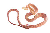 Amazonian Tree Boa (Corallus hortulana), white background, French Guiana