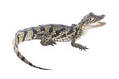 Common caiman (Caiman crocodilus), white background, French Guiana