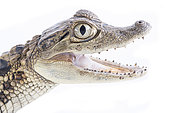 Common caiman (Caiman crocodilus), white background, French Guiana