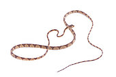 Imantode rouquin (Imantodes lentiferus), fond blanc, Guyane Française