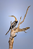 African Darter (Anhinga rufa) perched on a dead branch, on the Okawango River, Namibia, Africa