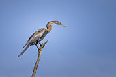 African Darter (Anhinga rufa) perched on a dead branch, on the Okawango River, Namibia, Africa