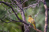 Yellow-bellied Greenbul (Chlorocichla flaviventris), Namibia, Africa
