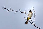 African Red-eyed Bulbul (Pycnonotus nigricans), Namibia, Africa