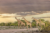Angolan giraffes (Giraffa camelopardalis angolensis), Etosha park, Namibia, Africa