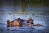 Hippopotamus (Hippopotamus amphibius), Caprivi Strip, Namibia, Africa