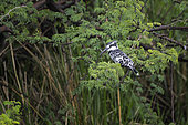 Martin-pêcheur pie (Ceryle rudis) à l'affût, Bande de Caprivi, Namibie, Afrique