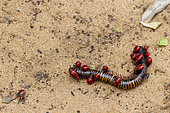 Dead giant African centipede (Archispirostreptus gigas) eaten by insects, Namibia, Africa