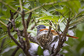 Female African Paradise Flycatcher (Terpsiphone viridis) on his nest, Caprivi strip, Namibia, Africa