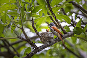 Female African Paradise Flycatcher (Terpsiphone viridis) feeding her chicks with a dragonfly, Caprivi Strip, Namibia, Africa