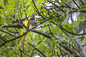 Male African Paradise Flycatcher (Terpsiphone viridis) on his nest, Caprivi strip, Namibia, Africa