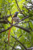 Male African Paradise Flycatcher (Terpsiphone viridis) on his nest, Caprivi strip, Namibia, Africa