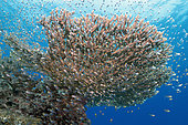 Coral reef, glassfish (Parapriacanthus sp.). Maldives, Southern Hemisphere. Indian Ocean.