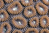 Coral reef, detail of polyps. Maldives, Southern Hemisphere. Marine ecosystem. Indian Ocean.